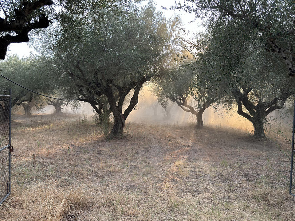 Μέτρα στήριξης των ελαιοπαραγωγών απο τις ζημιές στην παραγωγή της ελιάς και του λαδιού, λόγω της παρατεταμένης ανομβρίας και των καυσώνων