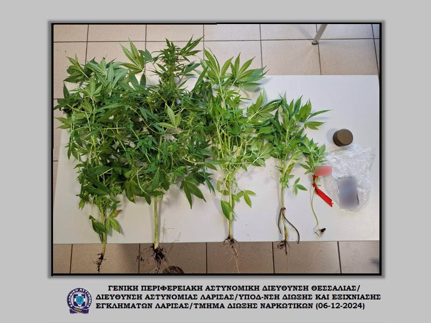 Συνελήφθη ημεδαπός άνδρας στη Λάρισα – Κατασχέθηκαν, μεταξύ άλλων, -5- δενδρύλλια κάνναβης    
