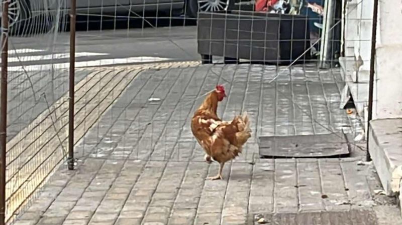 Ένα κοτόπουλο… στην Πλατεία!