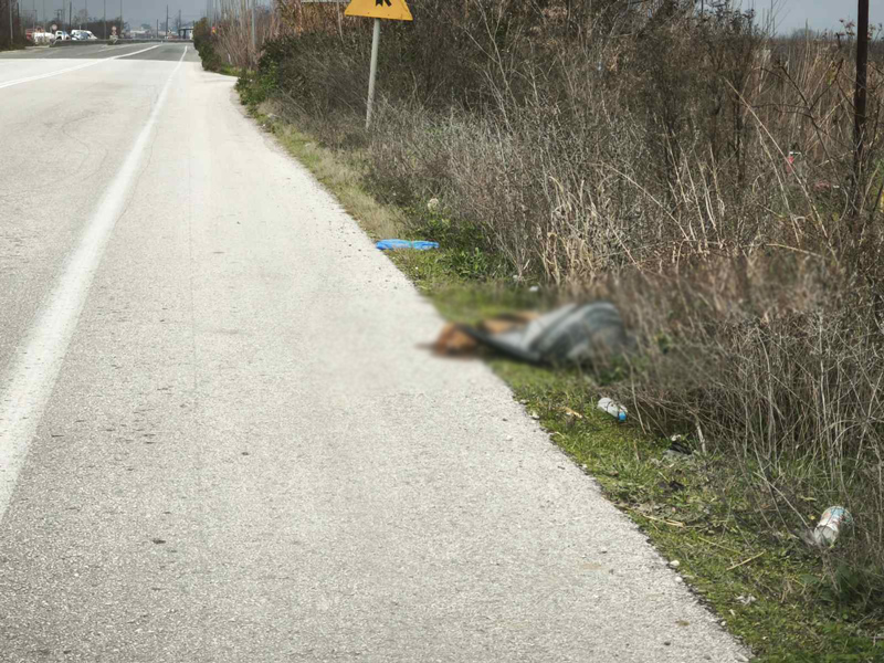 Πτώματα ζώων στην Εθνική Οδό Λάρισας – Κοζάνης κοντά στον Τύρναβο
