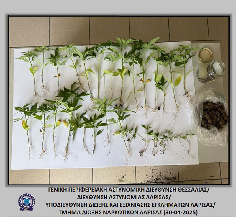 Σύλληψη δύο ανδρών στον Δήμο Κιλελέρ για καλλιέργεια και κατοχή κάνναβης – Κατασχέθηκαν 38 φυτά και 48 γραμμάρια ακατέργαστης