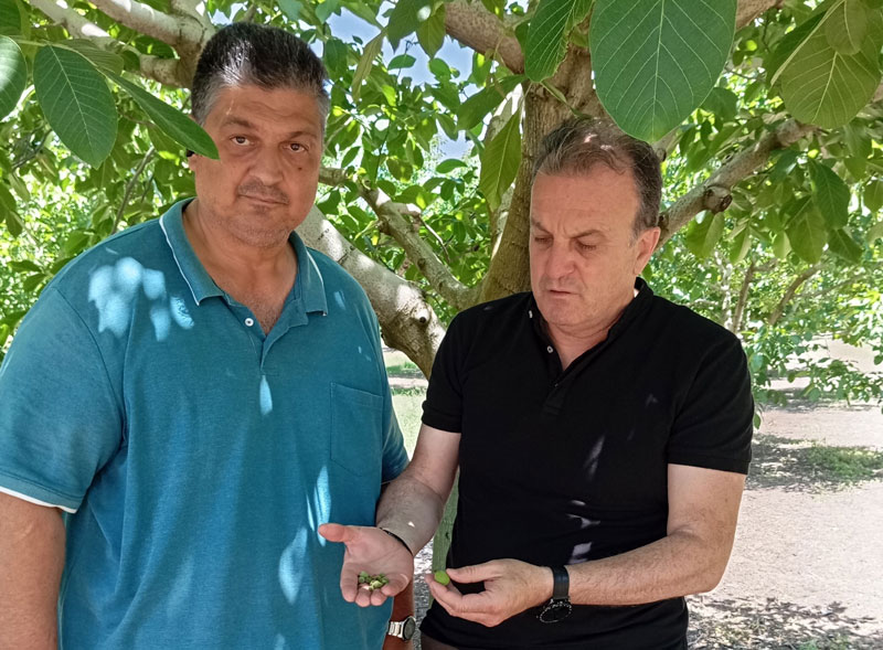 Δήμος Λαρισαίων: Επιστολή σε ΕΛΓΑ – Διεύθυνση Αγροτικής Οικονομίας ΠΕ Λάρισας για ζημιές σε καλλιέργειες καρυδιάς