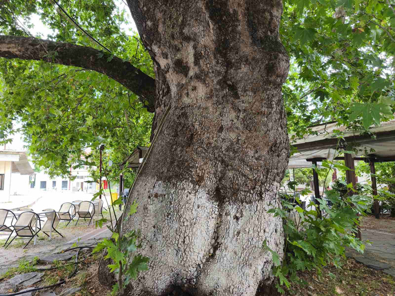 platanos
