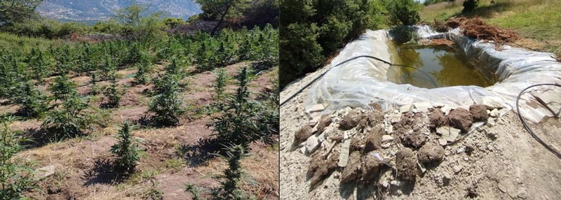 Ένοχοι όλοι για τη «φυτεία-μαμούθ» στον Τύρναβο – 14 χρόνια κάθειρξη για τον πατέρα