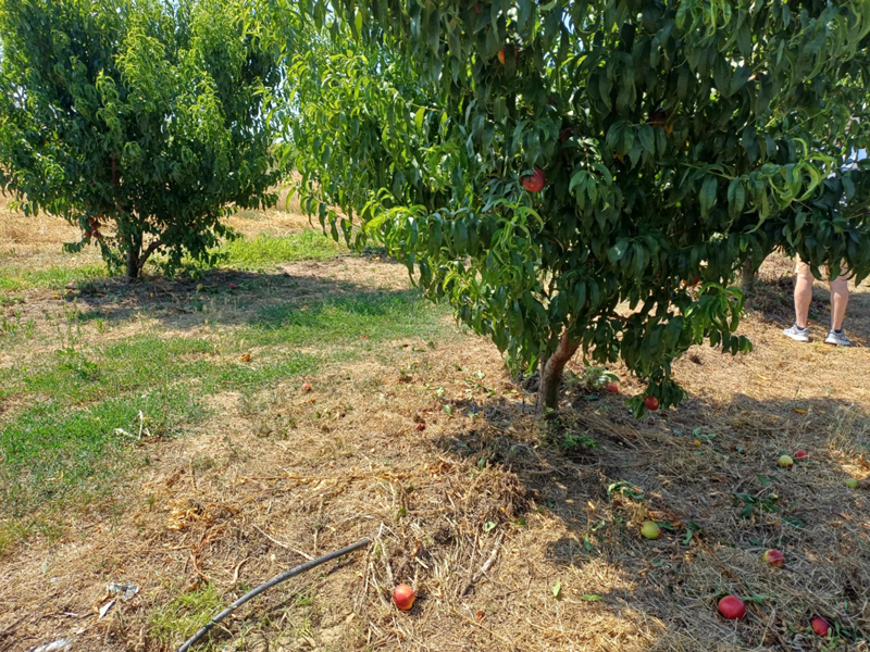 «Άδειασαν» το χωράφι του λίγο πριν τη συγκομιδή – Σοκαρισμένος αγρότης στον Τύρναβο από μαζική κλοπή νεκταρινιών