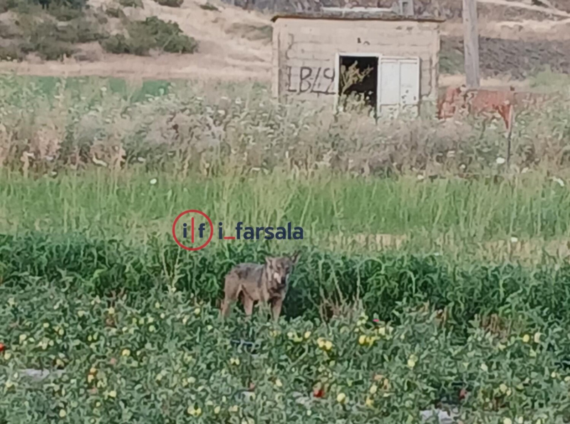 Φάρσαλα: Λύκος εμφανίστηκε σε χωράφι με ντομάτες – Σπάνιο θέαμα ανάμεσα σε αγροτεμάχια Βρυσιών και Αγίου Γεωργίου