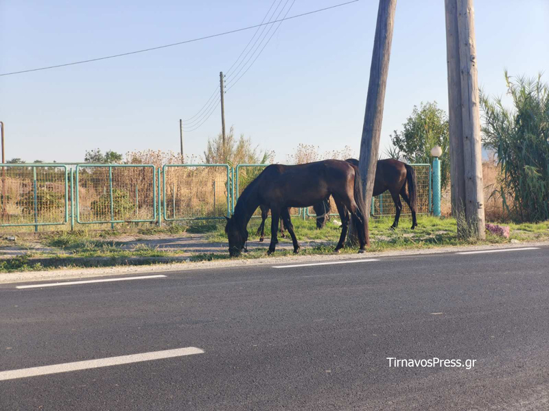 Άλογα κινούνται ελεύθερα στον δρόμο Τυρνάβου – Αμπελώνα: Κίνδυνος για οδηγούς και ζώα