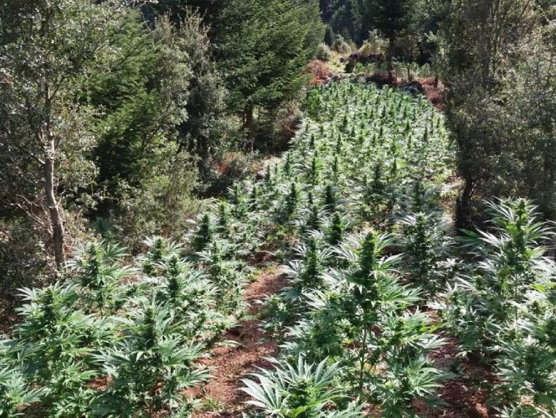 Η μεγαλύτερη φυτεία κάνναβης στον Νομό Λάρισας εξαρθρώθηκε – Συγχαρητήρια από την Ένωση Αστυνομικών Λάρισας